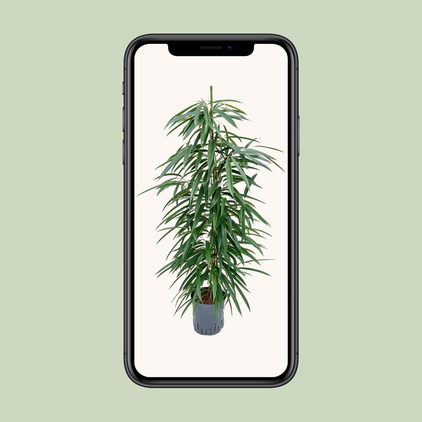 Ficus Binnendijkii 'Alii' (HYDRO) - Ø18cm - ↕110cm - Pflanzfix24