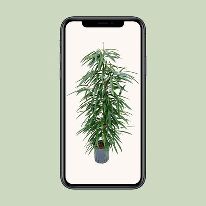 Ficus Binnendijkii 'Alii' (HYDRO) - Ø18cm - ↕110cm - Pflanzfix24