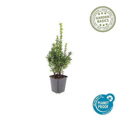 20x Buxus Sempervirens Ø9cm immergrüne Heckenpflanzen – Pflanzfix24.de - Pflanzfix24.de