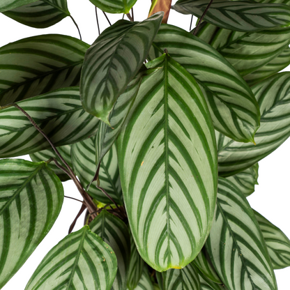 Calathea Oppenheimiana Ø24cm - ↕80 - 100cm - Pflanzfix24