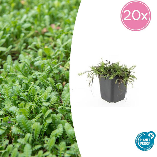 20x Leptinella squalida Bodendecker Ø9cm | Pflanzfix24