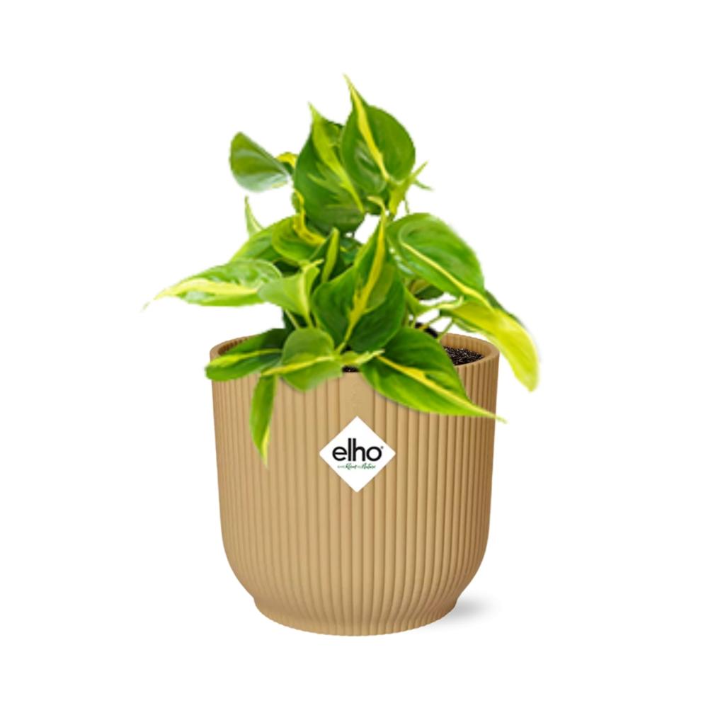 Philodendron Scandens Brasil Ø14cm gelb – Zimmerpflanze | Pflanzfix24.de