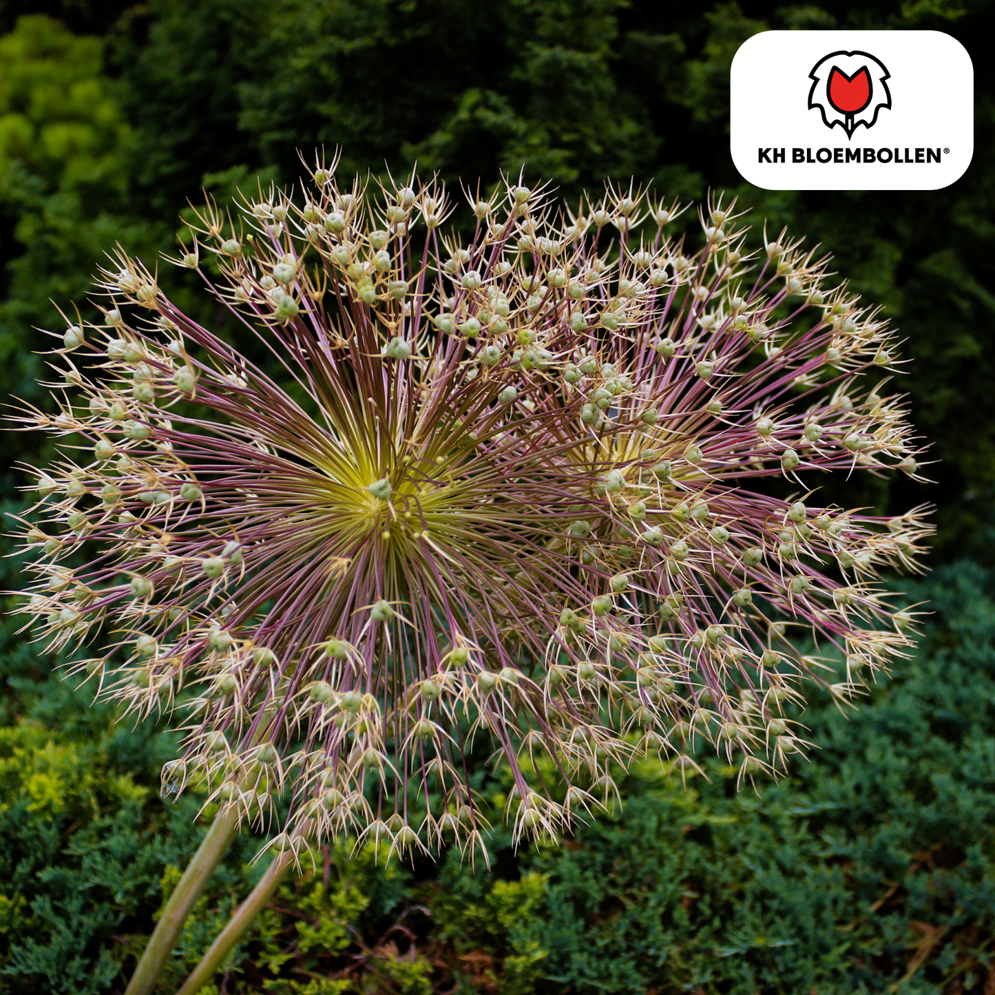 Allium schubertii 5 bollen - Pflanzfix24