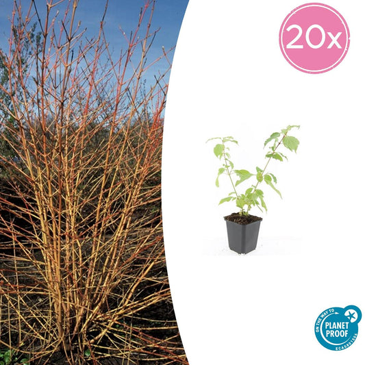 20x Cornus sanguinea 'Anny's Winter Orange' | Pflanzfix24.de - Pflanzfix24.de