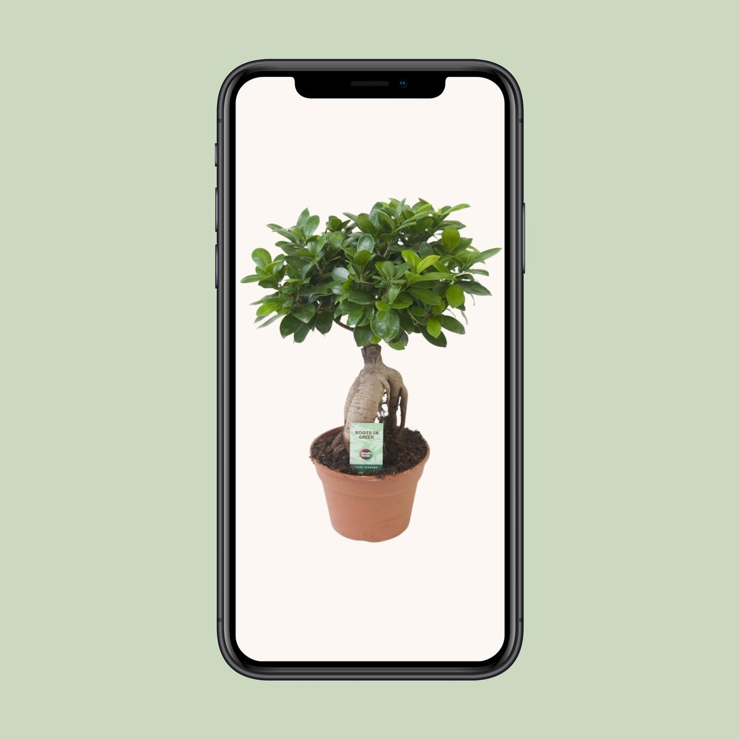 Ficus Ginseng - Ø17cm - ↕40cm von Pflanzfix24