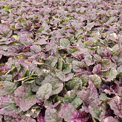 12x Ajuga reptans 'Burgundy Glow' - Pflanzfix24