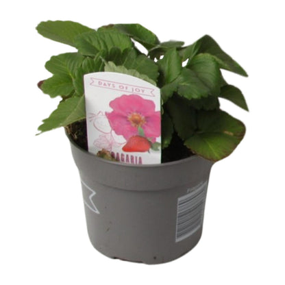 Fragaria Summer Breeze - Ø10,5cm - ↕20cm - Pflanzfix24