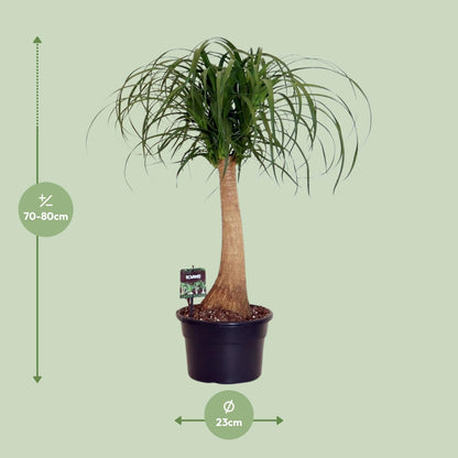 Beaucarnea Nolina - Ø23cm - ↕80cm von Pflanzfix24