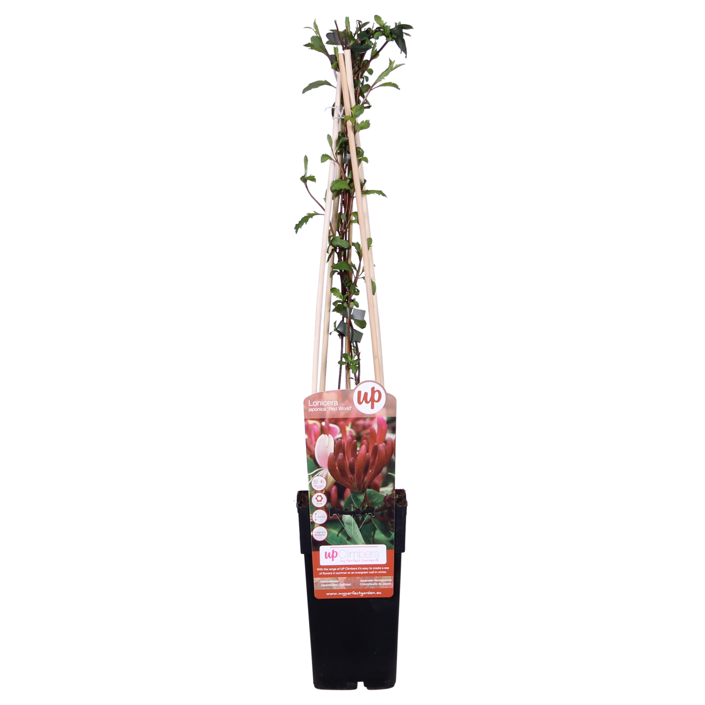 Lonicera japonica 'Red World' - Ø15cm - ↕65cm - Pflanzfix24