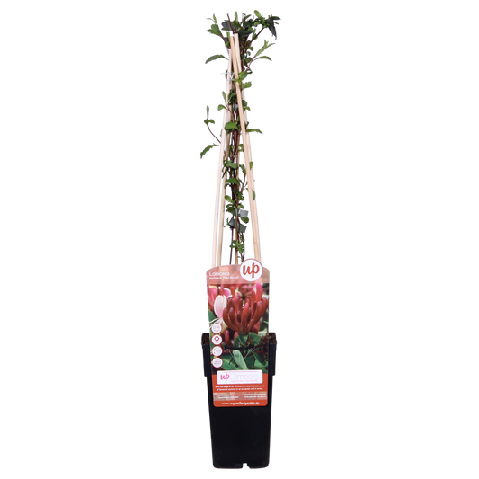 Lonicera japonica 'Red World' - Ø15cm - ↕65cm - Pflanzfix24