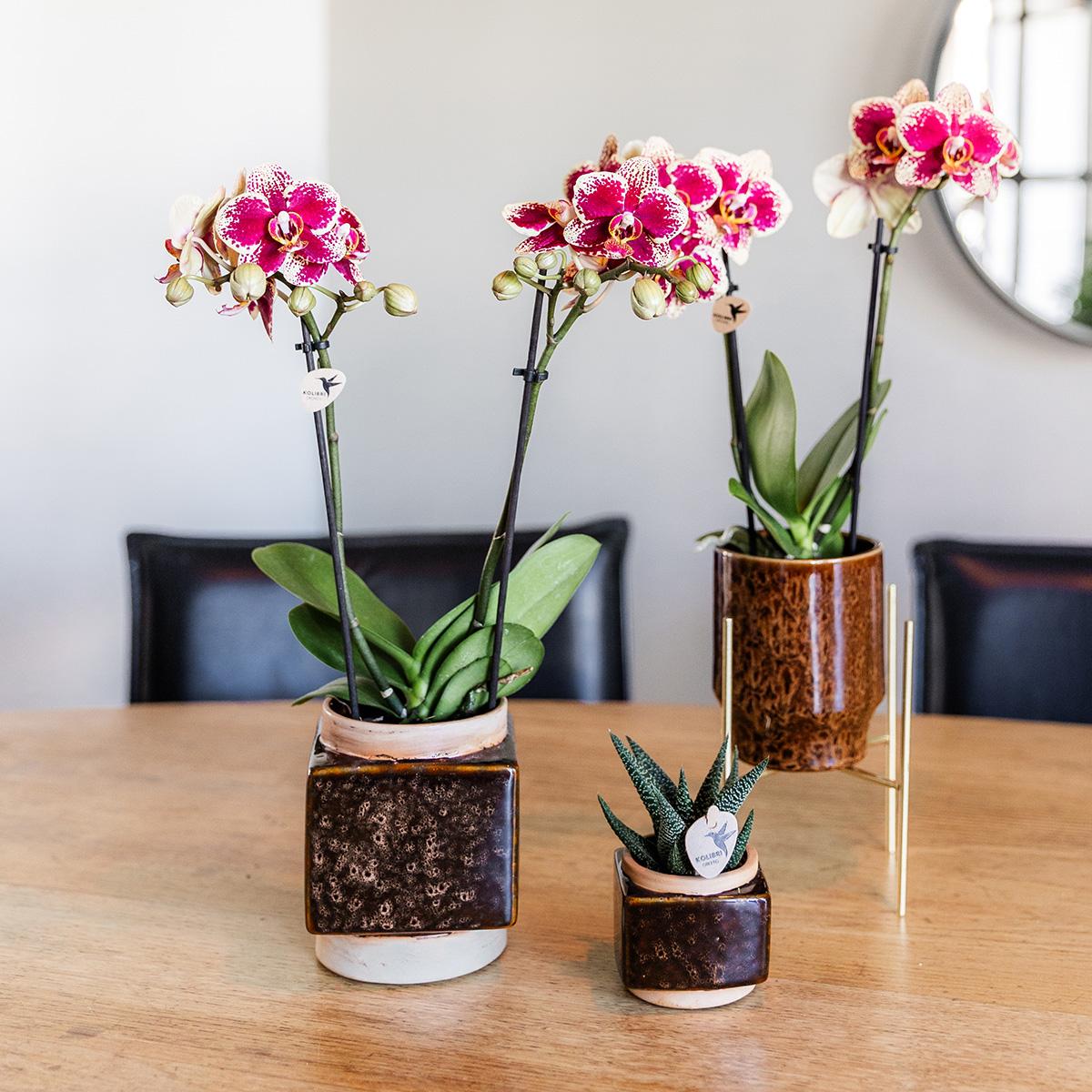 Phalaenopsis Orchidee Spanien Gelb-Rot Ø9cm – Pflanzfix24.de - Pflanzfix24.de