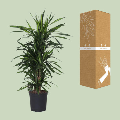 Dracaena Frag. Rikii - Ø27cm - ↕120cm - Pflanzfix24