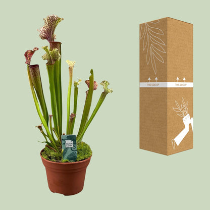 Sarracenia Judith Hindle - Ø12cm - ↕30cm - Pflanzfix24