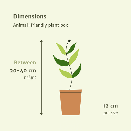 Tierfreundliche Pflanzkiste 4er-Set Ø12cm | Pflanzfix24.de - Pflanzfix24.de