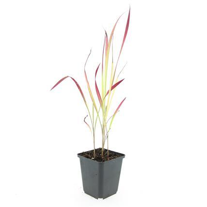 24x Imperata cylindrica 'Red Baron' - Pflanzfix24