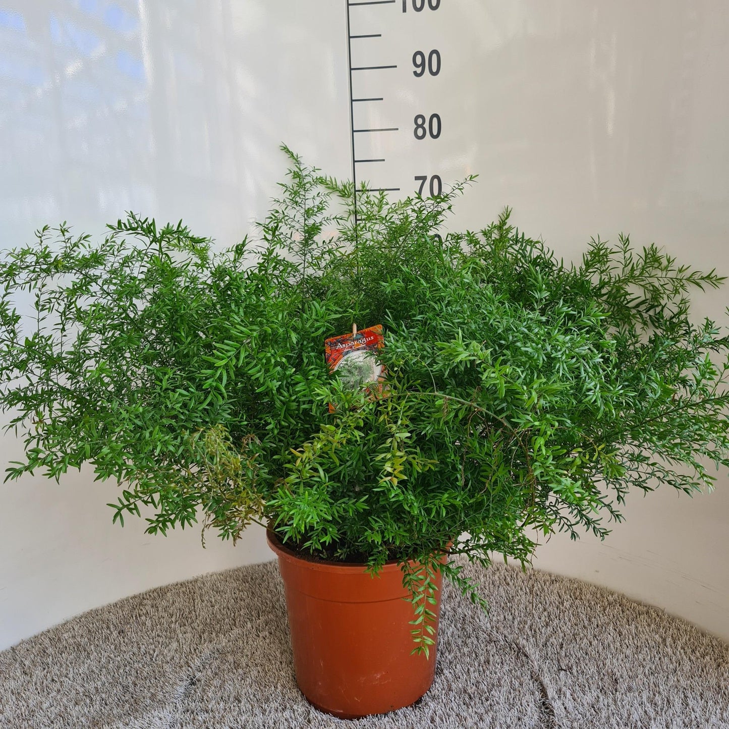 Asparagus Densiflorus Cwebe - Ø27cm - ↕65cm - Pflanzfix24