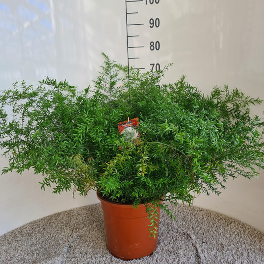 Asparagus Densiflorus Cwebe - Ø27cm - ↕65cm - Pflanzfix24