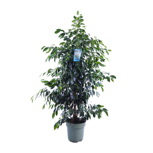 Ficus Benjamina Midnight Lady - Ø27cm - ↕140cm bei Pflanzfix24