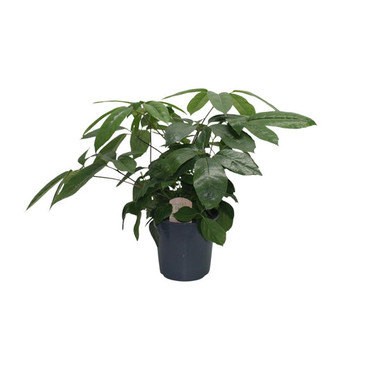 Schefflera Actinophylla - Ø21cm - ↕80cm Pflanzfix24