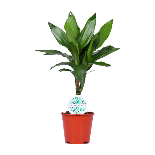 Dracaena Janet Lind - Ø14cm - ↕55cm - Pflanzfix24