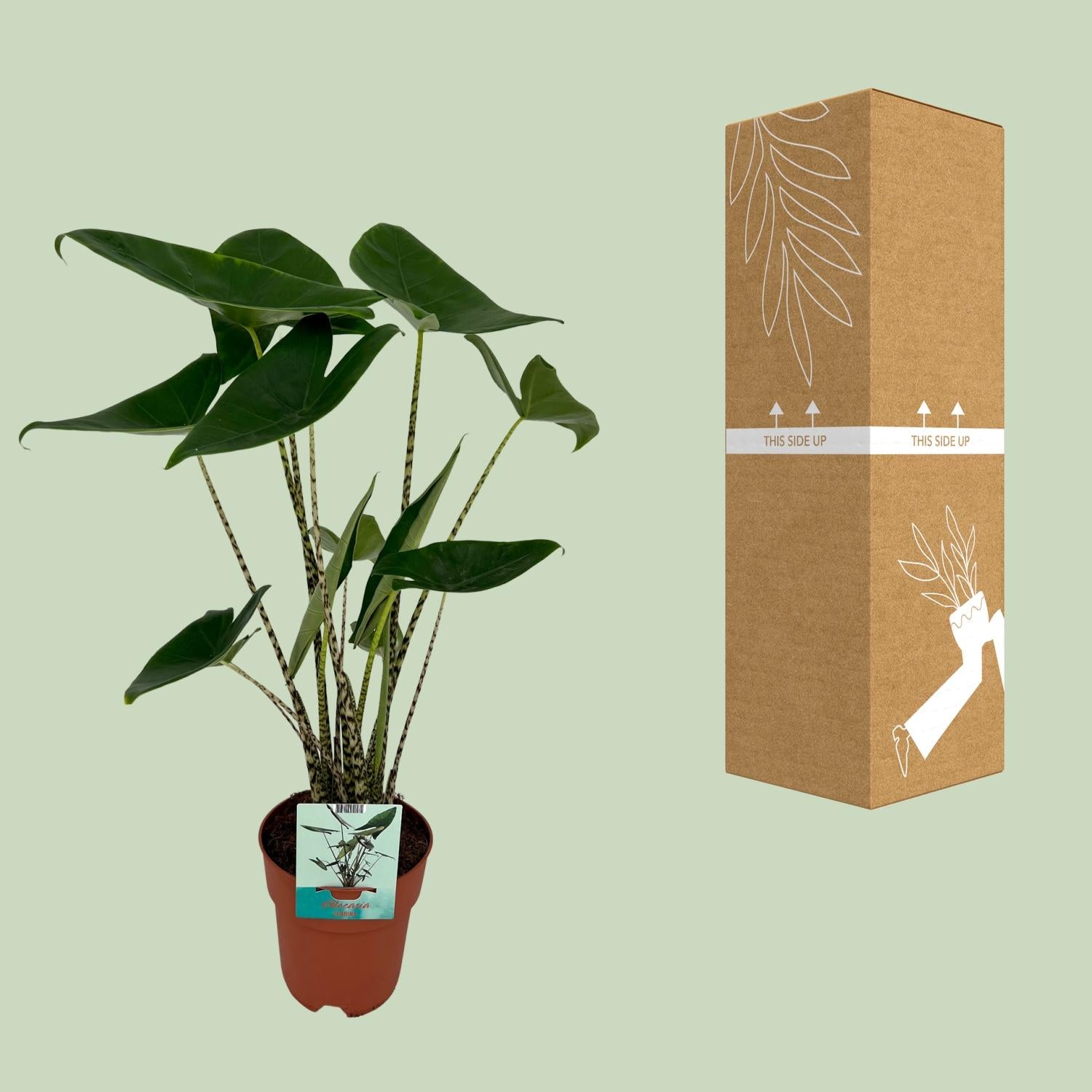 Alocasia Zebrina - Elefantenohr - Ø19cm - ↕75cm - Pflanzfix24.de - Pflanzfix24.de