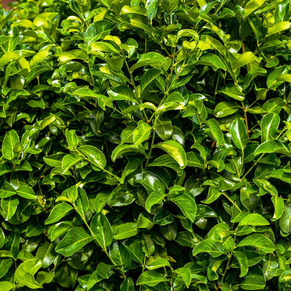 Pflanzfix24.de - Prunus laurocerasus Rotundifolia - 6 Pflanzen - 1 laufender Meter - Pflanzfix24.de