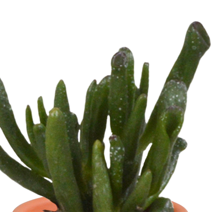 Kakteen und Sukkulenten Mix 5,5 cm | 15er Set - Terrakotta Topf - Pflanzfix24.de - Pflanzfix24.de