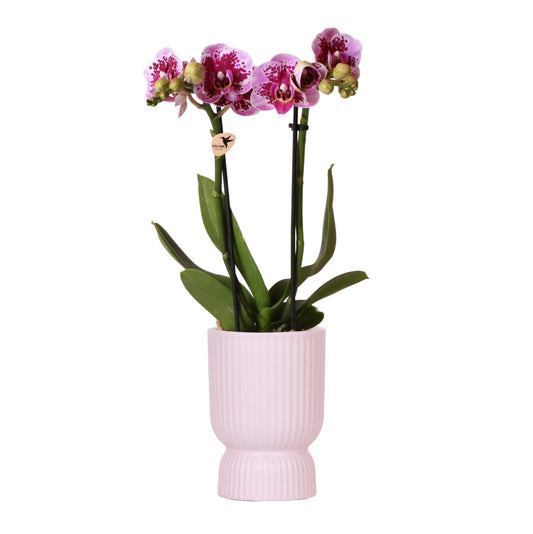 Phalaenopsis Orchidee El Salvador + Diabolo Topf Rosa | Pflanzfix24