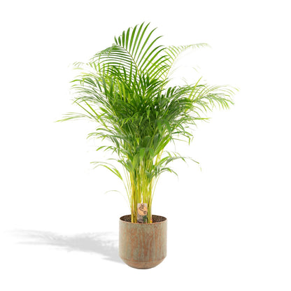 Areca-Palme mit Topf - 110cm - Ø21cm - Pflanzfix24