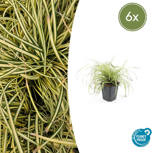 6x Carex oshim. 'Evergold' - Pflanzfix24.de - Pflanzfix24.de