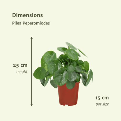 2x Pilea Peperomiodes - Pfannkuchenpflanze - 25cm - ø15 - Pflanzfix24