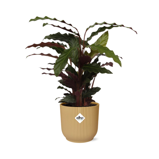 Calathea Rufibarba 'Tropistar' in ELHO Vibes Fold 14cm Yellow - Pflanzfix24