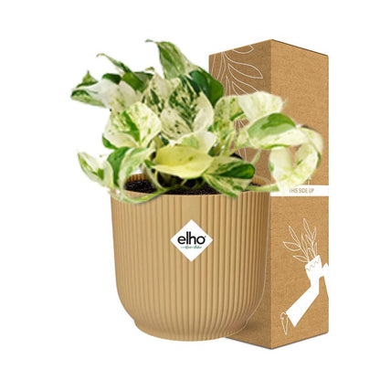 Epipremnum Pinnatum Happy Leaf in ELHO Vibes Fold 14cm geel - Pflanzfix24
