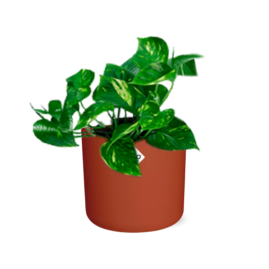 Epipremnum Pinnatum ‘Aureum’ in ELHO b.for soft rond 14cm brique - Pflanzfix24