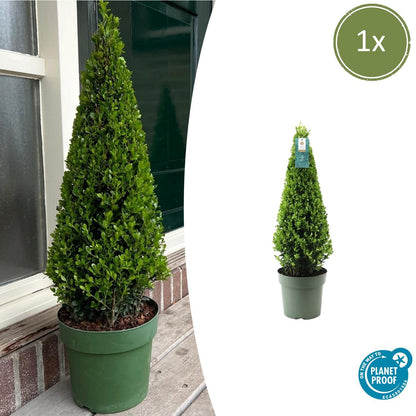 Ilex crenata Pyramide 55 cm Ø21 cm – Immergrün & Pflegeleicht | Pflanzfix24.de - Pflanzfix24.de