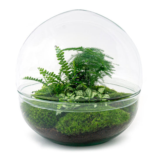 Flaschengarten - Dome XL - ↕ 30 cm - Normal - Pflanzfix24.de - Pflanzfix24.de