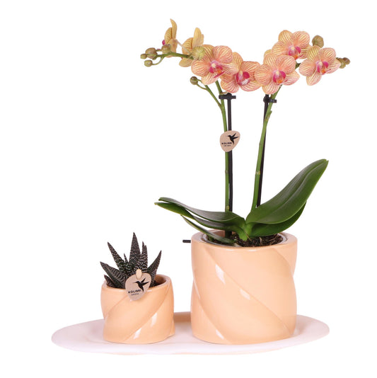 Geschenkset Optimismus Pfirsich – Phalaenopsis & Grünpflanze | Pflanzfix24.de - Pflanzfix24.de