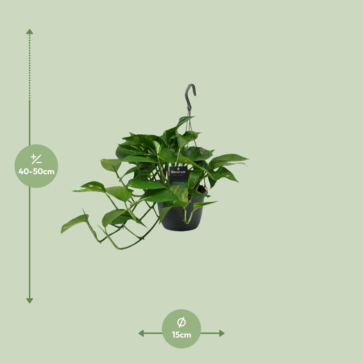 Scindapsus Pflanze Ø15cm | Halbschatten | Pflanzfix24.de - Pflanzfix24.de