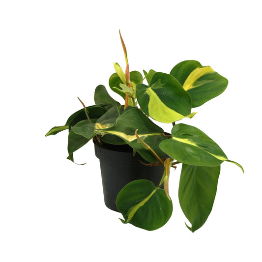 Lophospermum Brasil Scandens Ø12cm - pflanzfix24