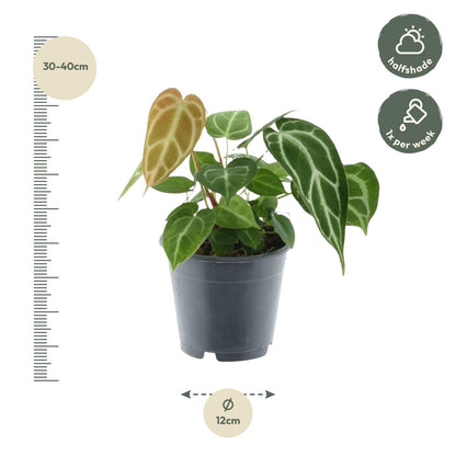 Anthurium Chrystallium 35 cm - Pflanzfix24.de - Pflanzfix24.de