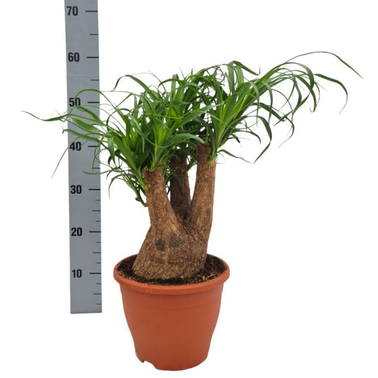 Beaucarnea Nolina - Ø23cm - ↕55cm - Pflanzfix24
