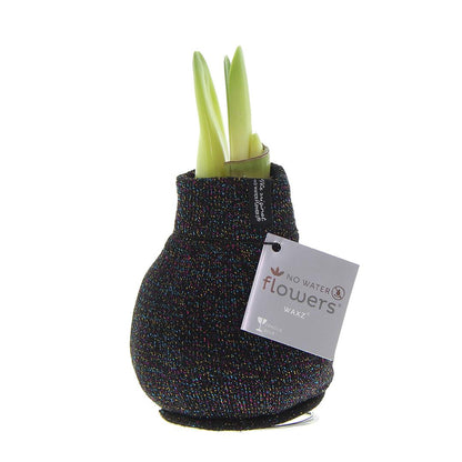 No Water Flowers® (wax amaryllis) | Fashionz Patternz Shine - Black + Red flower - Pflanzfix24