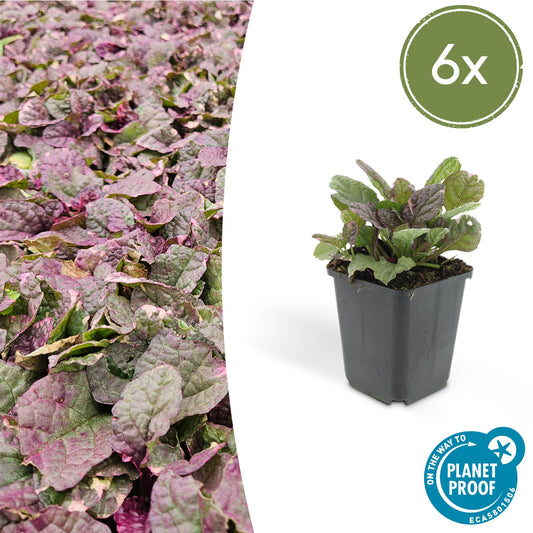 6x Ajuga reptans 'Burgundy Glow' - ↕10-25cm - Ø9cm - Pflanzfix24.de - Pflanzfix24.de