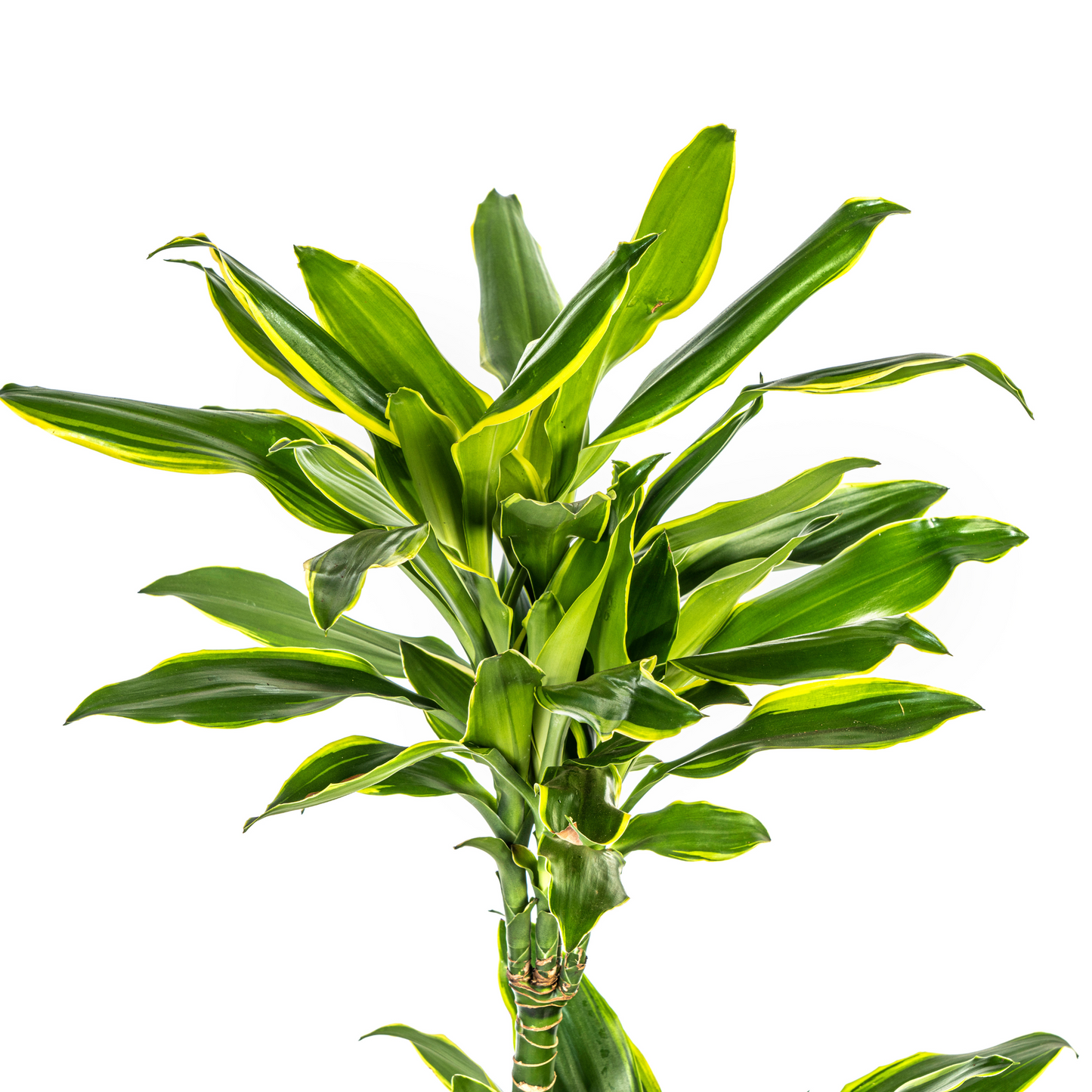 Dracaena Fragrans Golden Coast Ø21cm - Pflanzfix24