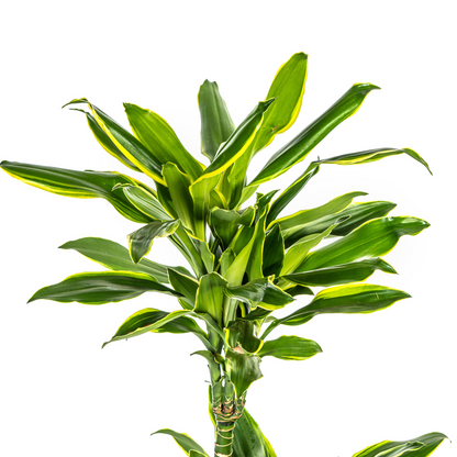 Dracaena Fragrans Golden Coast Ø21cm - Pflanzfix24