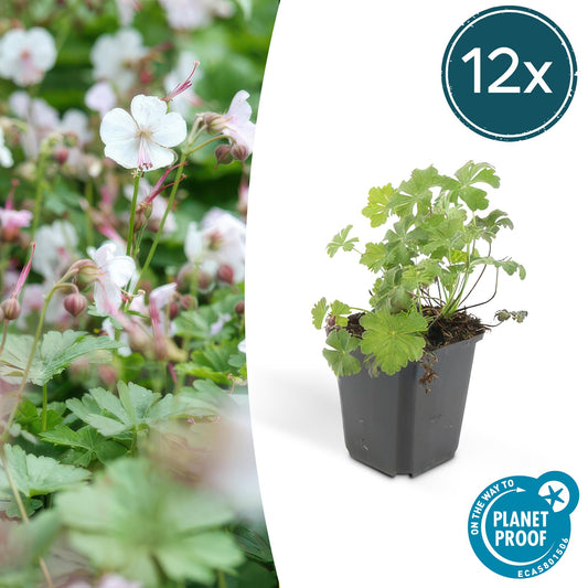 12x Geranium 'Biokovo' – robuster Bodendecker in Rosa-Weiß | Pflanzfix24.de - Pflanzfix24.de