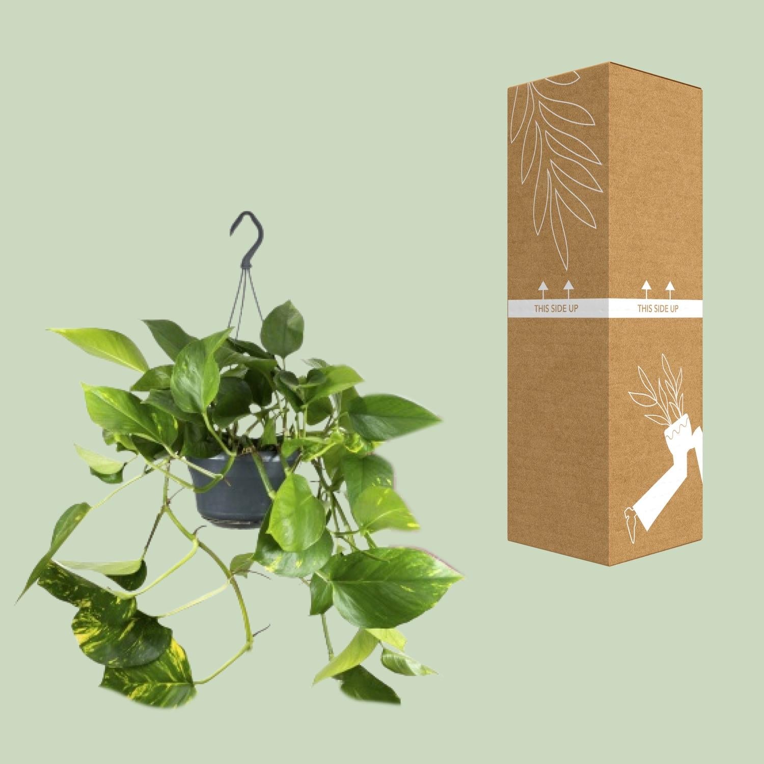 Epipremnum Aureum - Ø15cm - ↕25cm von Pflanzfix24.de - Pflanzfix24.de