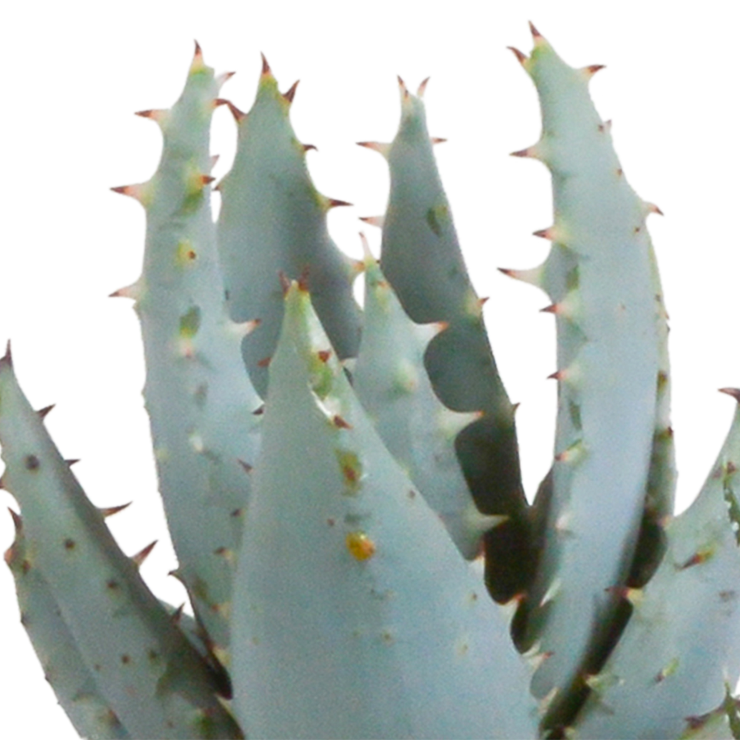 Gasteria/Haworthia-Mischung 5,5cm - 5x - Mexicaanse pot - Pflanzfix24.de - Pflanzfix24.de