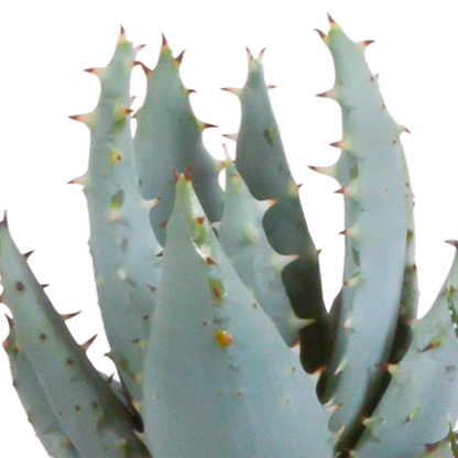 Gasteria/Haworthia-Mischung 5,5cm - 5x - Mexicaanse pot - Pflanzfix24.de - Pflanzfix24.de