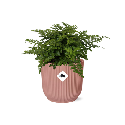 Asplenium Parvati in ELHO Vibes Fold 14cm – Farnkraut | Pflanzfix24